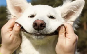 Kako da prepoznate da je pas srećan (ili nesrećan)? 3 da-li-nega-utice-na-raspolozenje-psa